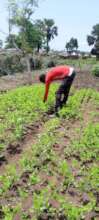 Ali harvesting his vegetables
