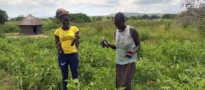 Flavia's Mother and Sister harvesting Egg Plants