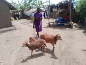Jenifer showing her sheep