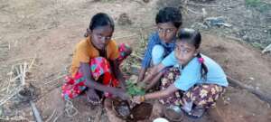 Tree sampling