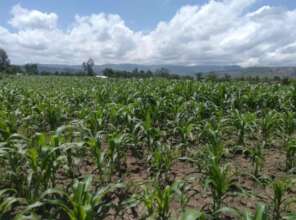 Our corn fields that help us be sustainable