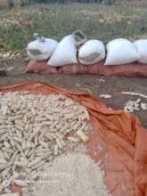 Food from our agricultural project