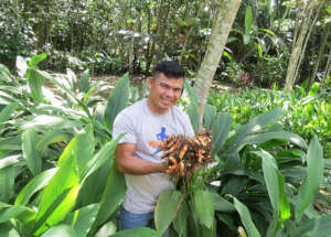Young leader harvesting organic turmeric