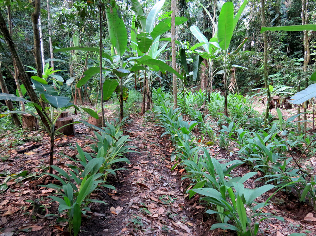 Food forest growing at Atzumak