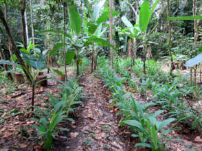 Food forest growing at Atzumak