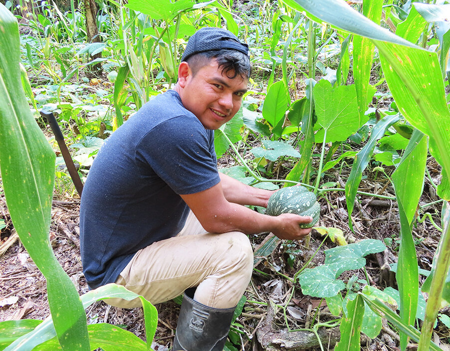 Young leader harvesting organic squash