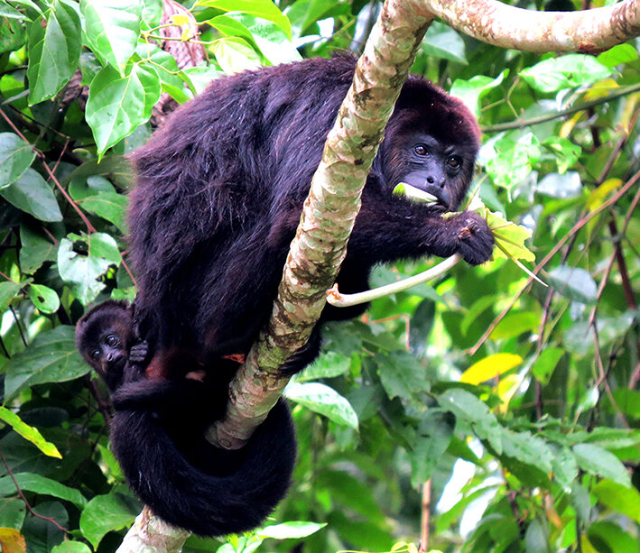 Howler monkey with infant feeding at Atzumak