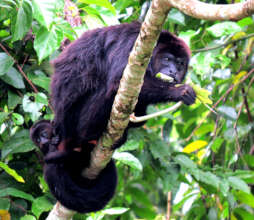 Howler monkey with infant feeding at Atzumak