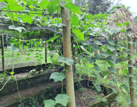 Chayote bearing fruit at applied learning spaces