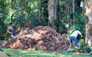 Youth leaders preparing leaf mold compost