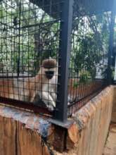 Colobus Conservation Enclosure