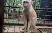 Help Maintain Our Monkey Enclosures