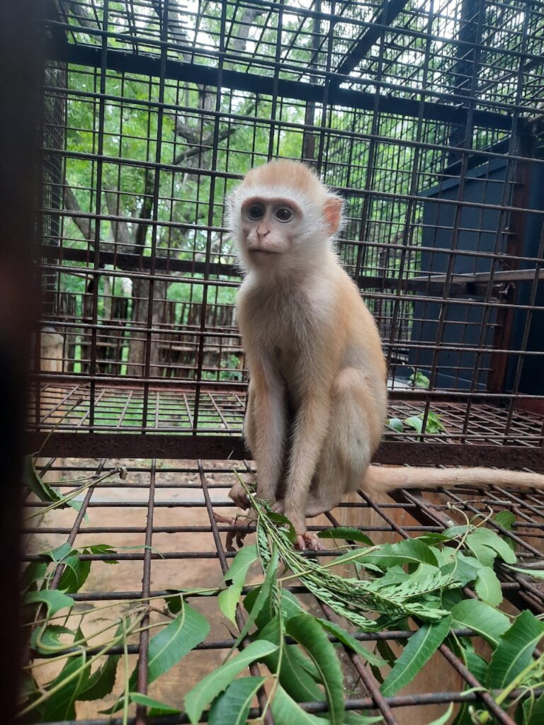 Help Maintain Our Monkey Enclosures