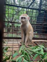 Help Maintain Our Monkey Enclosures