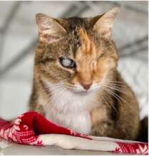 Emma, a cat abandoned and left in a colony.