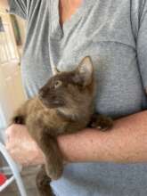A young patient at our spay/neuter clinic