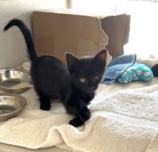 Black kitten rescued by a police officer