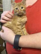 Spay/Neuter clinic patient
