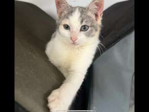 Kitten Patient