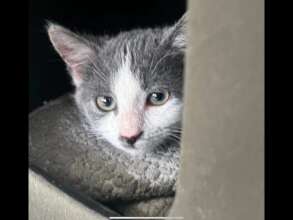 Another kitten heading for a good home!