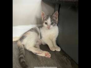 A kitten who will be going to a good home!