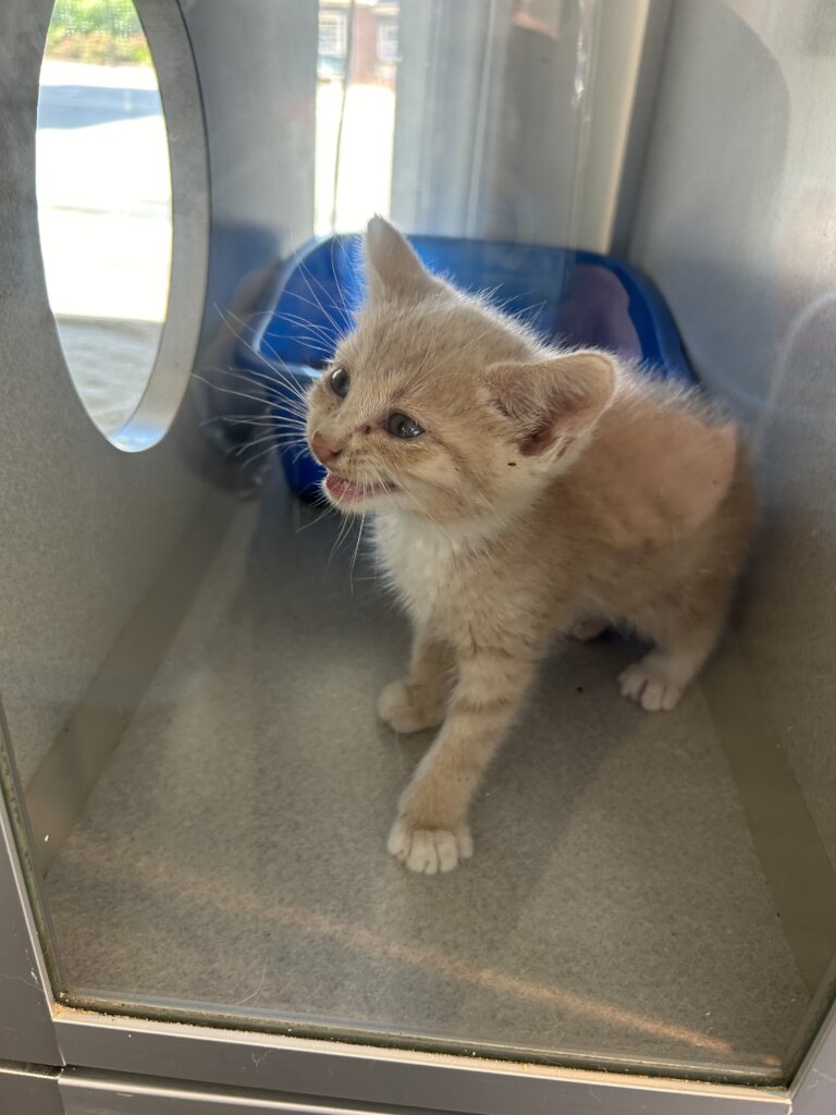 A kitten who was adopted after spaying.