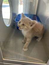 A kitten who was adopted after spaying.