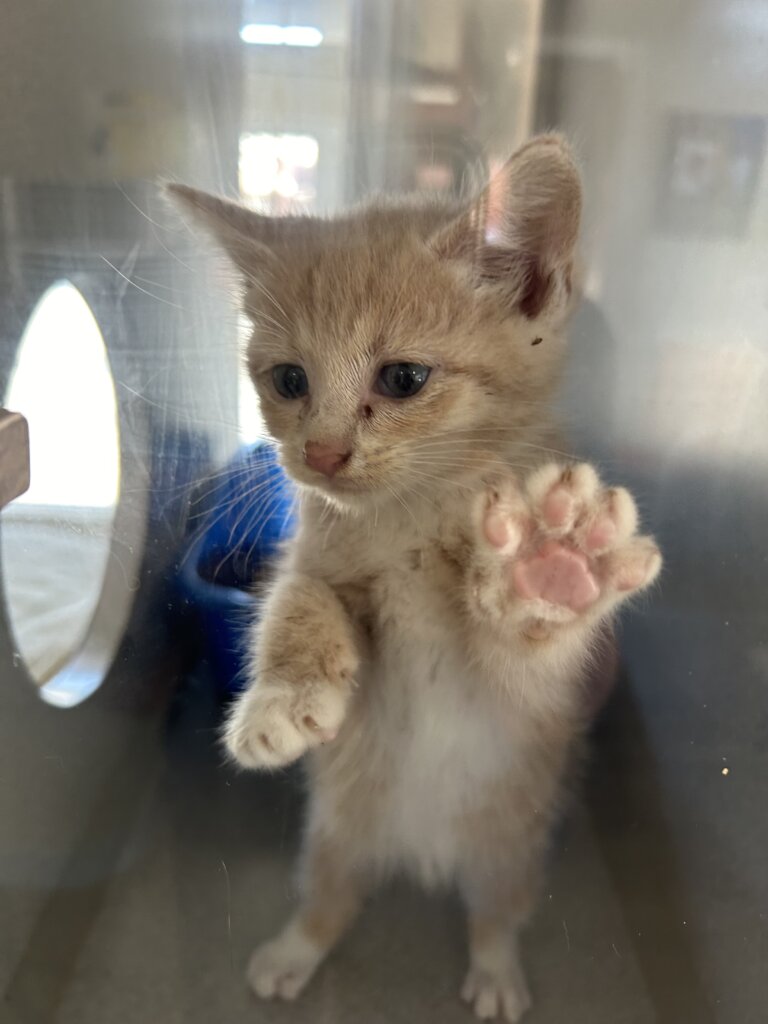 Spay/Neuter clinic patient