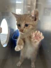Spay/Neuter clinic patient