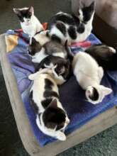 Rural North Carolina community cat & kittens