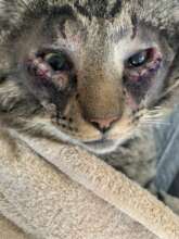 Colony cat post-entropion corrective surgery.