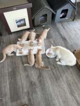 TNR cats having a nutritious meal.