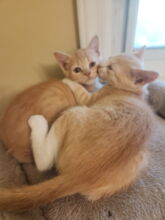 Two recent TNR kittens in our program