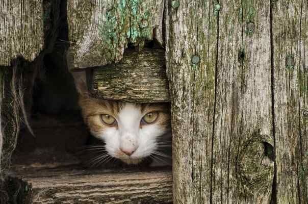 Change Lives: Spaying & Neutering Cats Works!