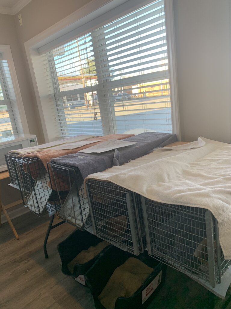 Change Lives: Spaying & Neutering Cats Works!