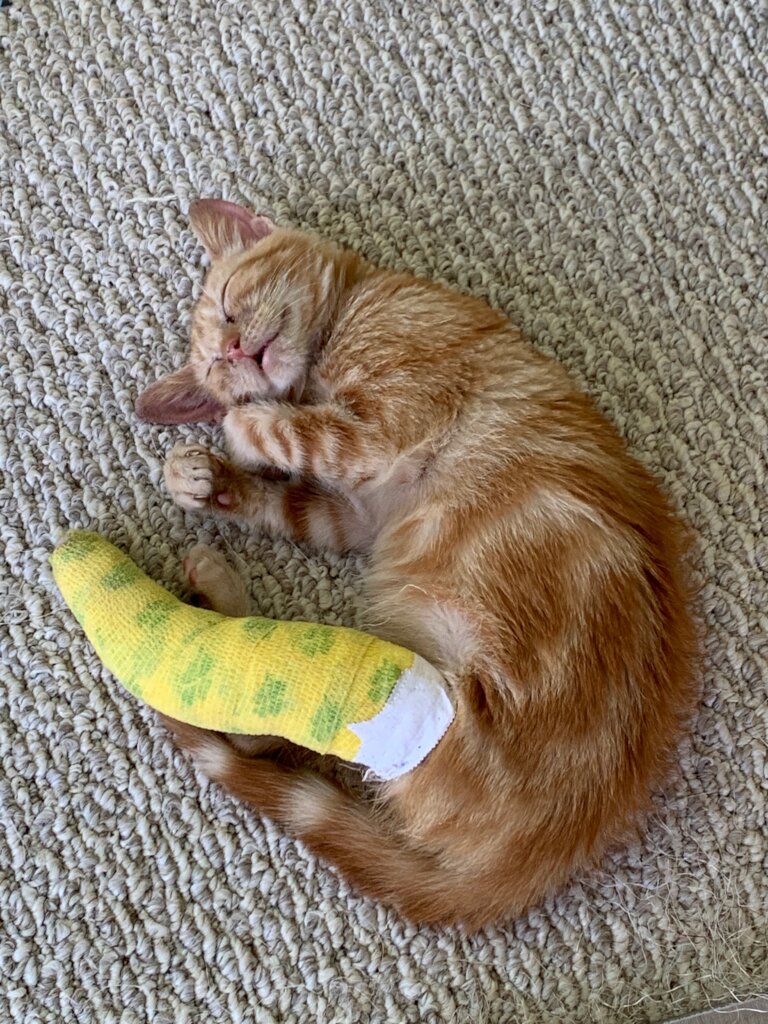 Change Lives: Spaying & Neutering Cats Works! - GlobalGiving