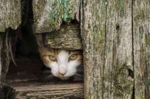 Colony cat in rural North Carolina