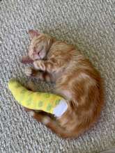 Kitten in our clinic with a broken leg