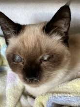 Siamese colony cat with Entropion.