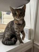 Community Cat Colony Patient
