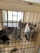 Spay/neuter patients