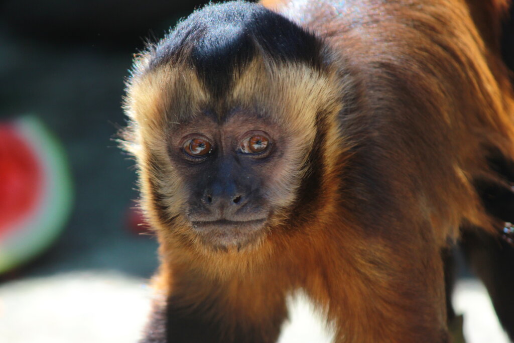 A new Capuchin "Heaven" / Un nuevo "Cielo" en JC