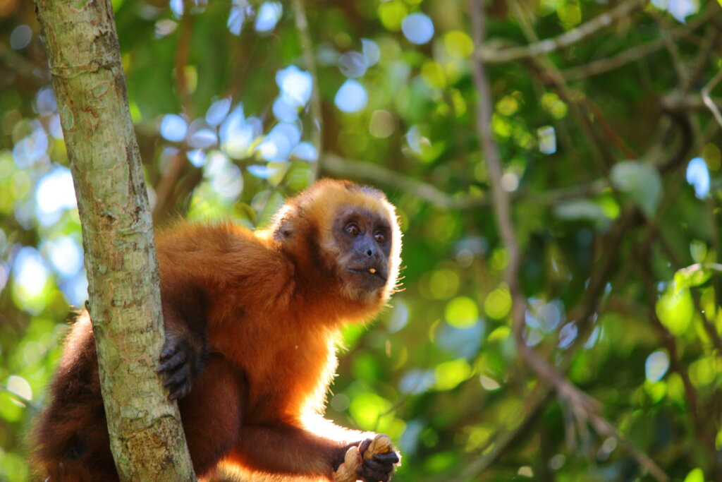 A new Capuchin "Heaven" / Un nuevo "Cielo" en JC