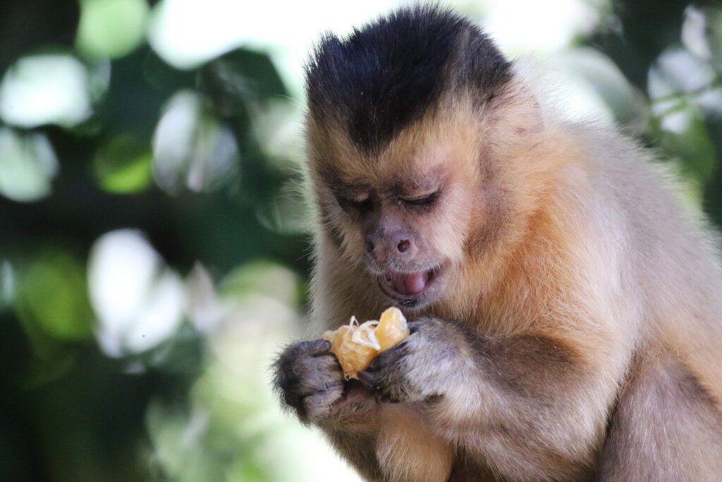 A new Capuchin "Heaven" / Un nuevo "Cielo" en JC