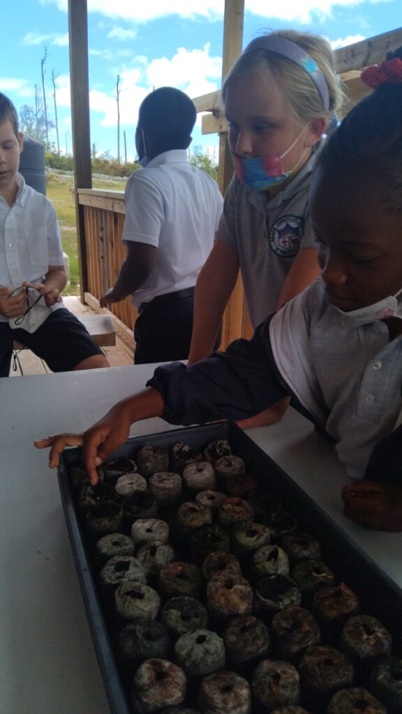 Northern Caribbean Disaster Response