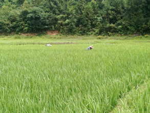 Rice farmers in Dabuyang