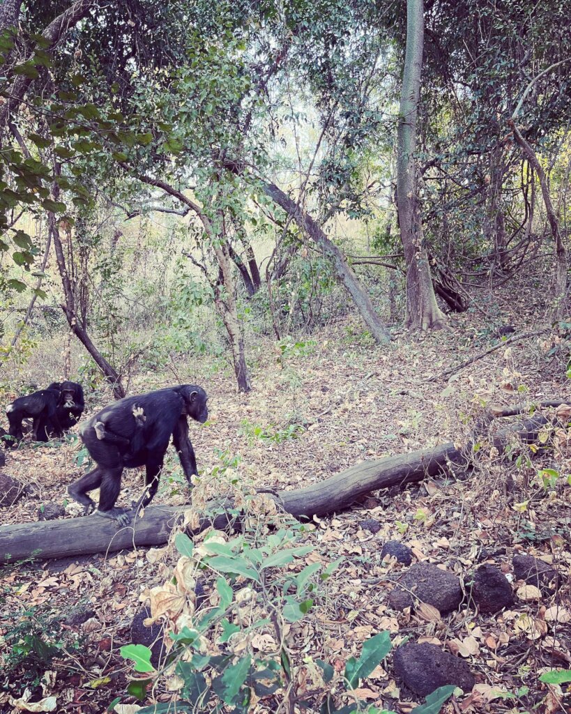 Nickel & other Fongoli chimps in 2023