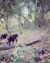 Nickel & other Fongoli chimps in 2023
