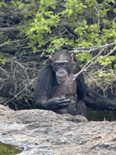 Elderly Fongoli female Farafa rests in Sakoto pool