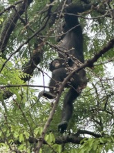 Fongoli chimpanzee Lucille and infant son Khalifou